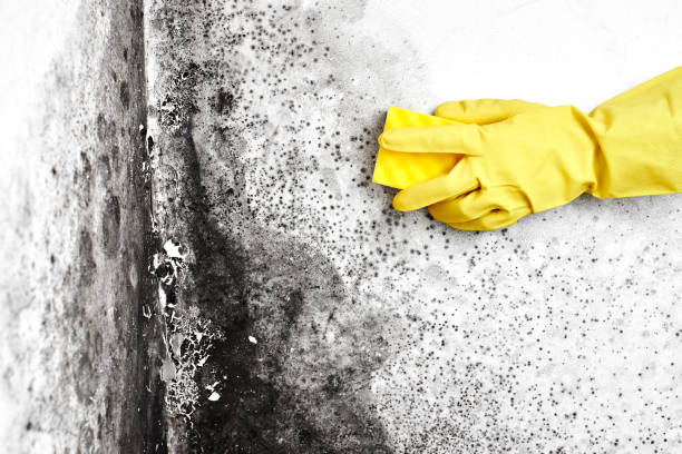 Mold Remediation for Vacation Homes in Sebastopol, CA